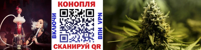 Конопля сатива  Яхрома 